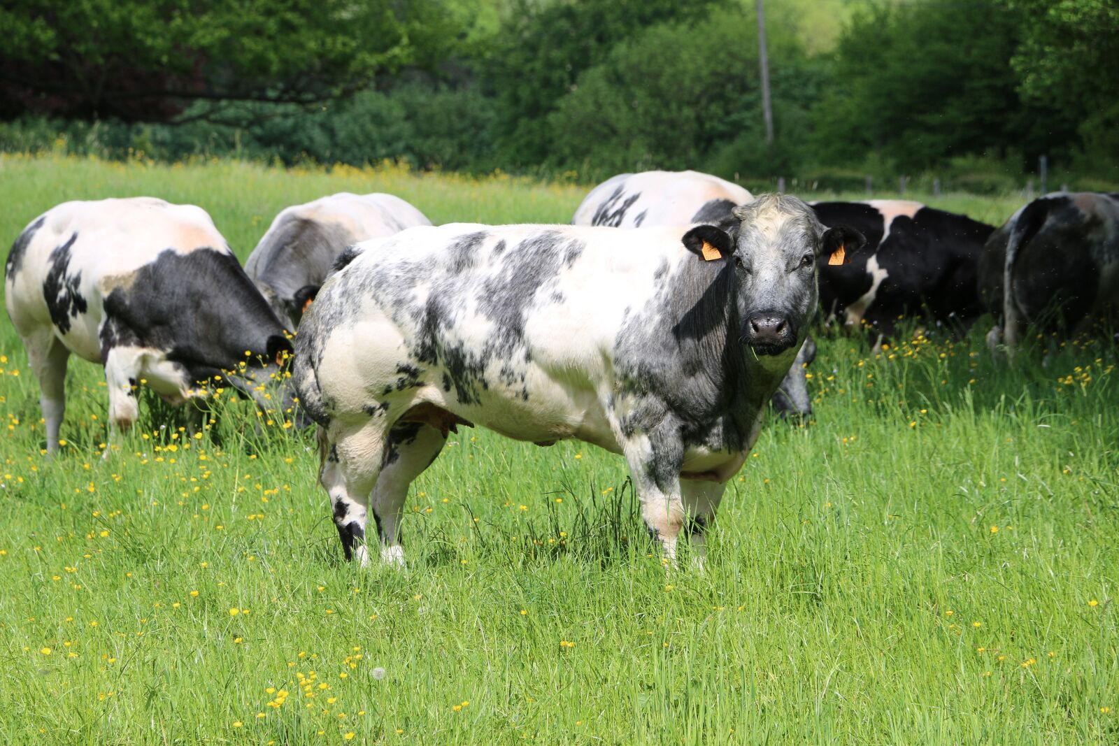 Canon EOS 70D sample photo. Cows, animals, herd photography