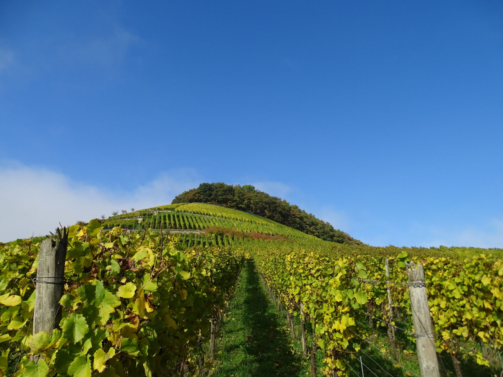 Sony Cyber-shot DSC-HX400V sample photo. Grape, vine, grapevines, landscape photography