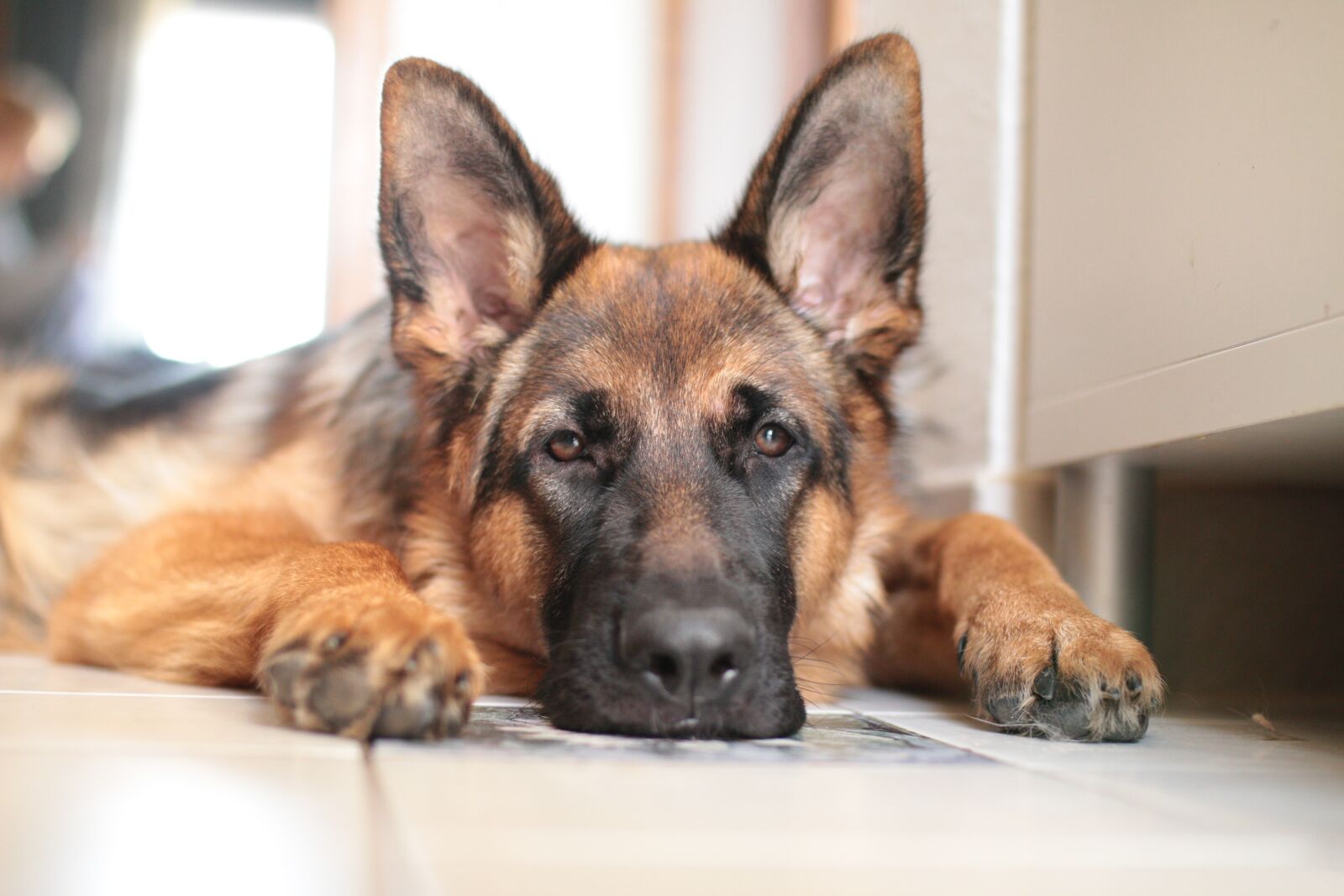 Sigma 35mm F1.4 DG HSM Art sample photo. German shepherd, dog, domestic photography