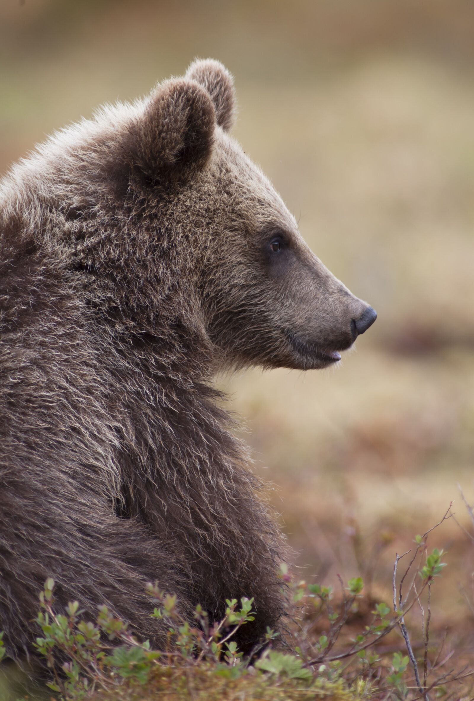 Canon EOS 5D Mark II sample photo. Bear, puppy, small photography