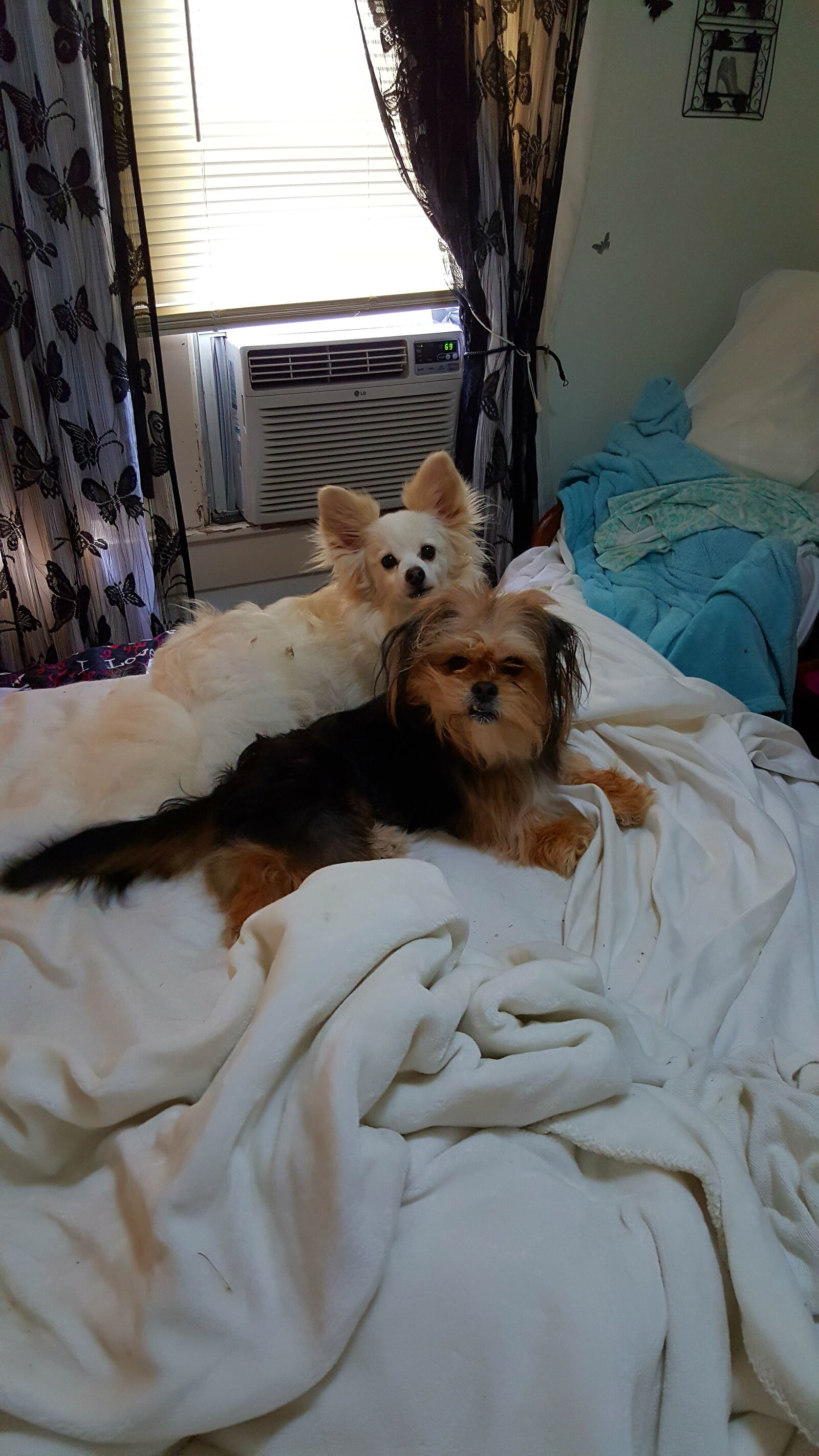 Samsung Galaxy Note5 sample photo. Bed, dogs, friends, laying photography