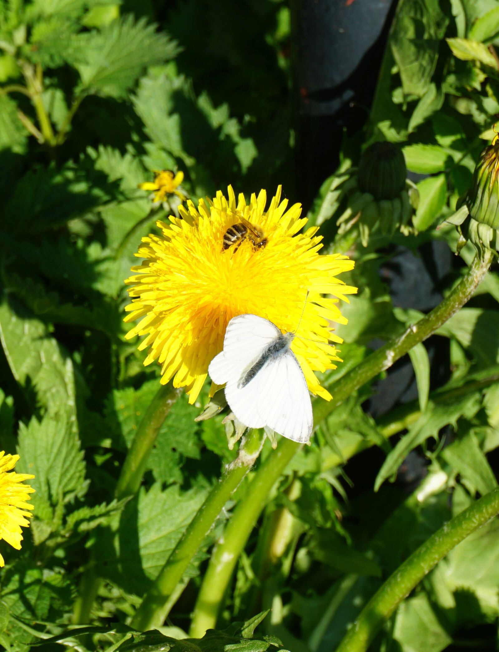 Sony a6000 sample photo. Dandelion, butterfly, bee photography