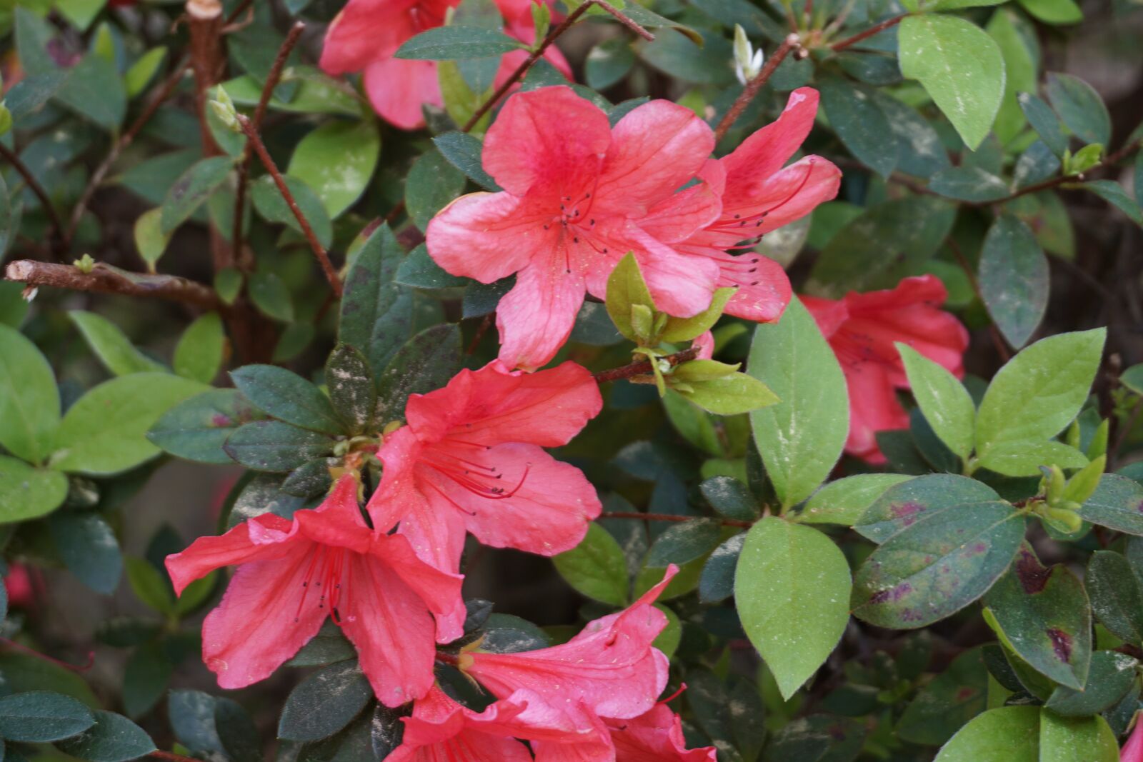 Sony a6500 sample photo. Flowers, azalea, blossom photography