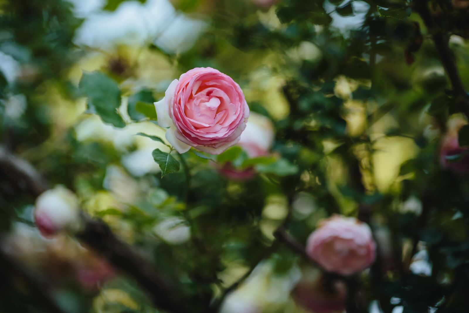 Canon EF 135mm F2L USM sample photo. Blurry, focus, petals, shrub photography