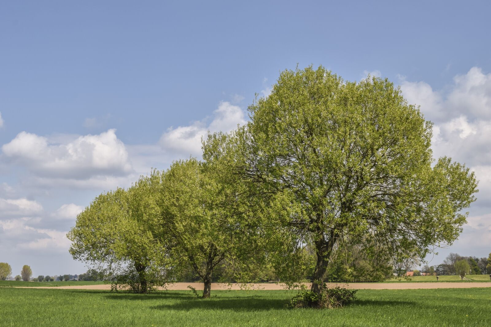 Nikon D3300 sample photo. Landscape, auen, trees photography