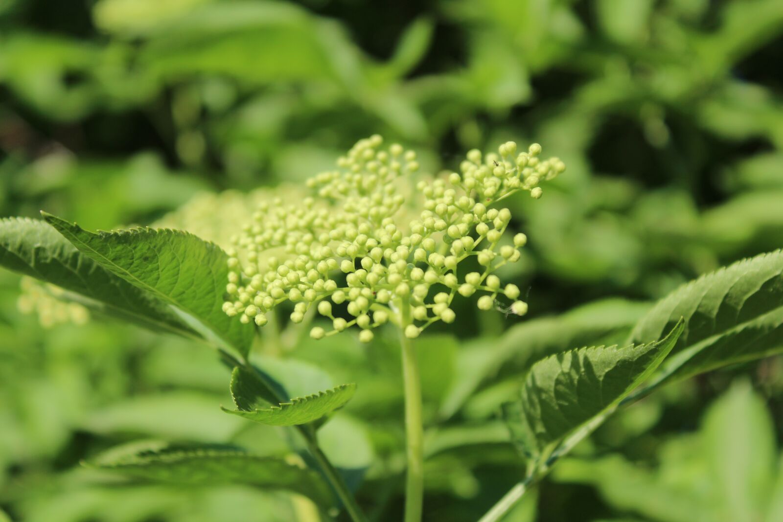 Canon EOS 1300D (EOS Rebel T6 / EOS Kiss X80) sample photo. Black, flower, plant photography