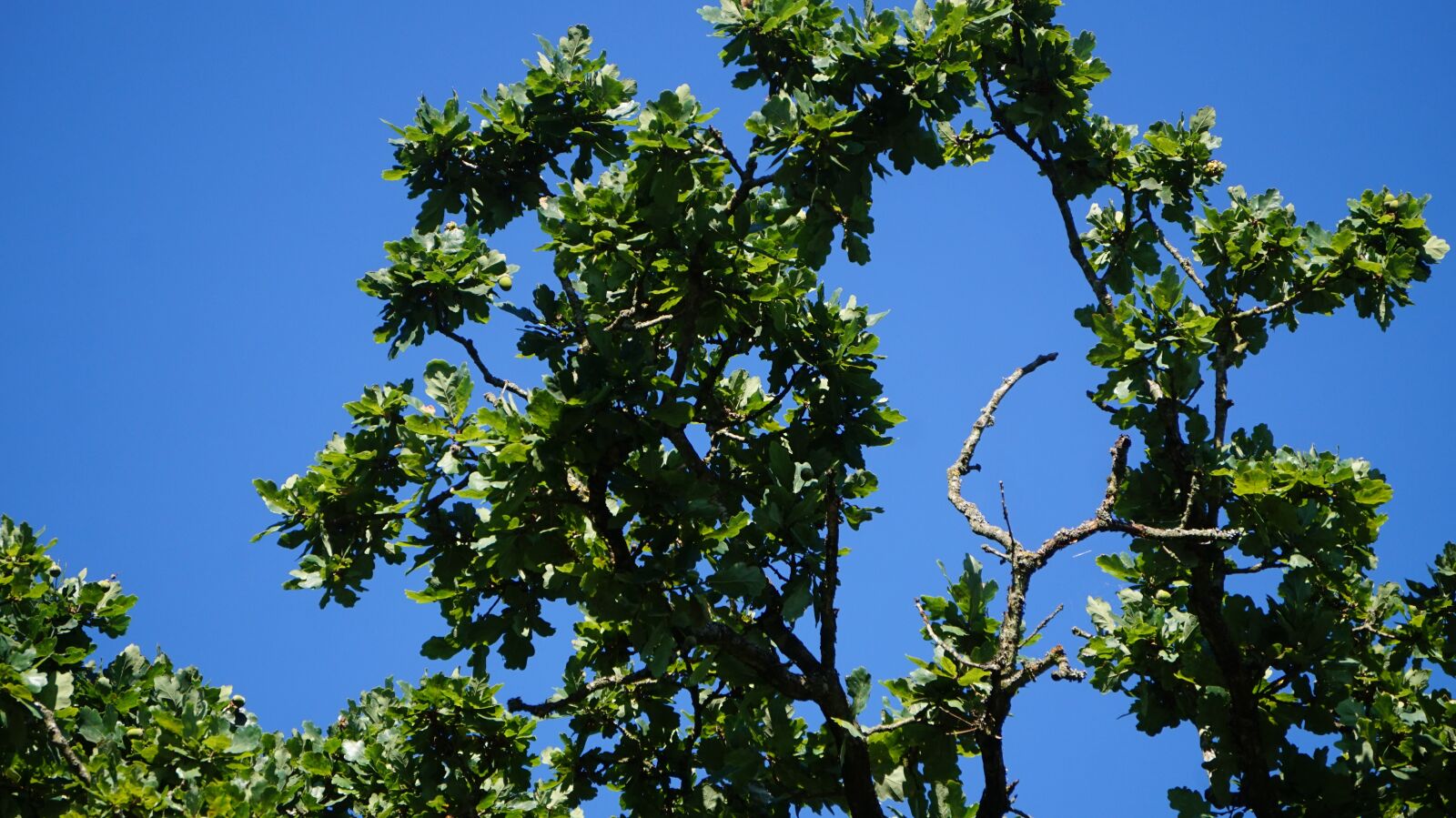 Sony E 55-210mm F4.5-6.3 OSS sample photo. Blue sky, tree, sky photography