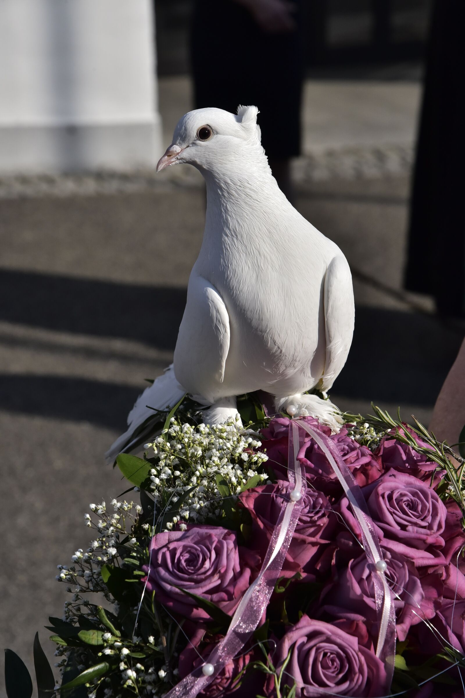 Nikon D750 sample photo. Dove, bird, faith photography