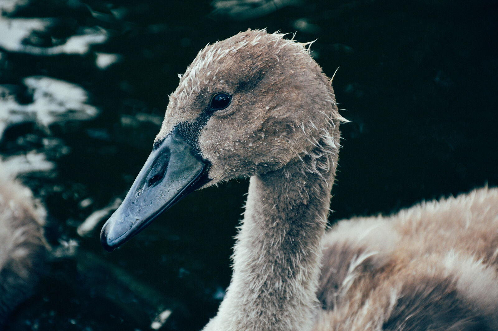 Nikon D3200 sample photo. Swan photography