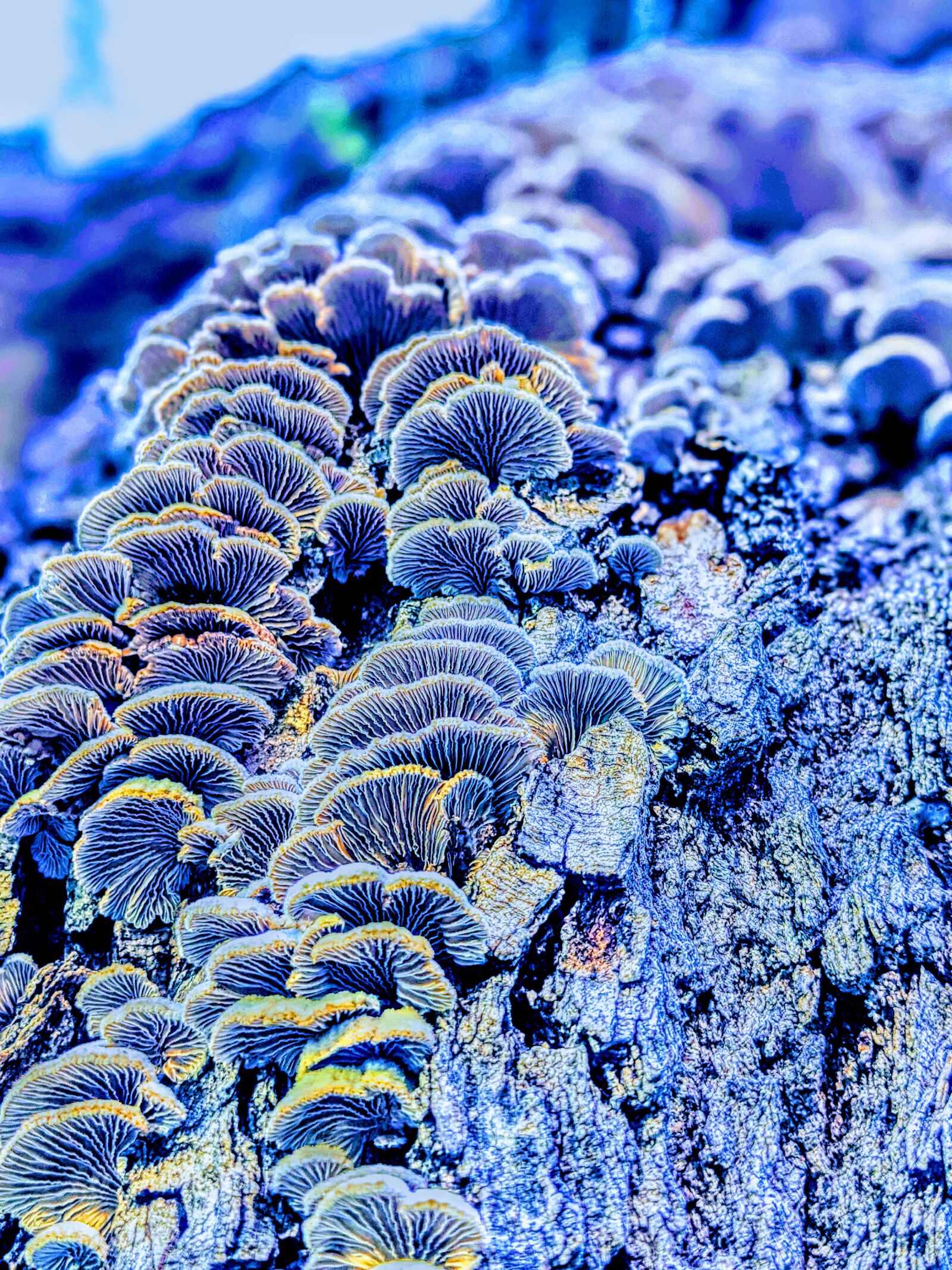 Google Pixel 4 sample photo. Mushrooms, violet blue, tree photography