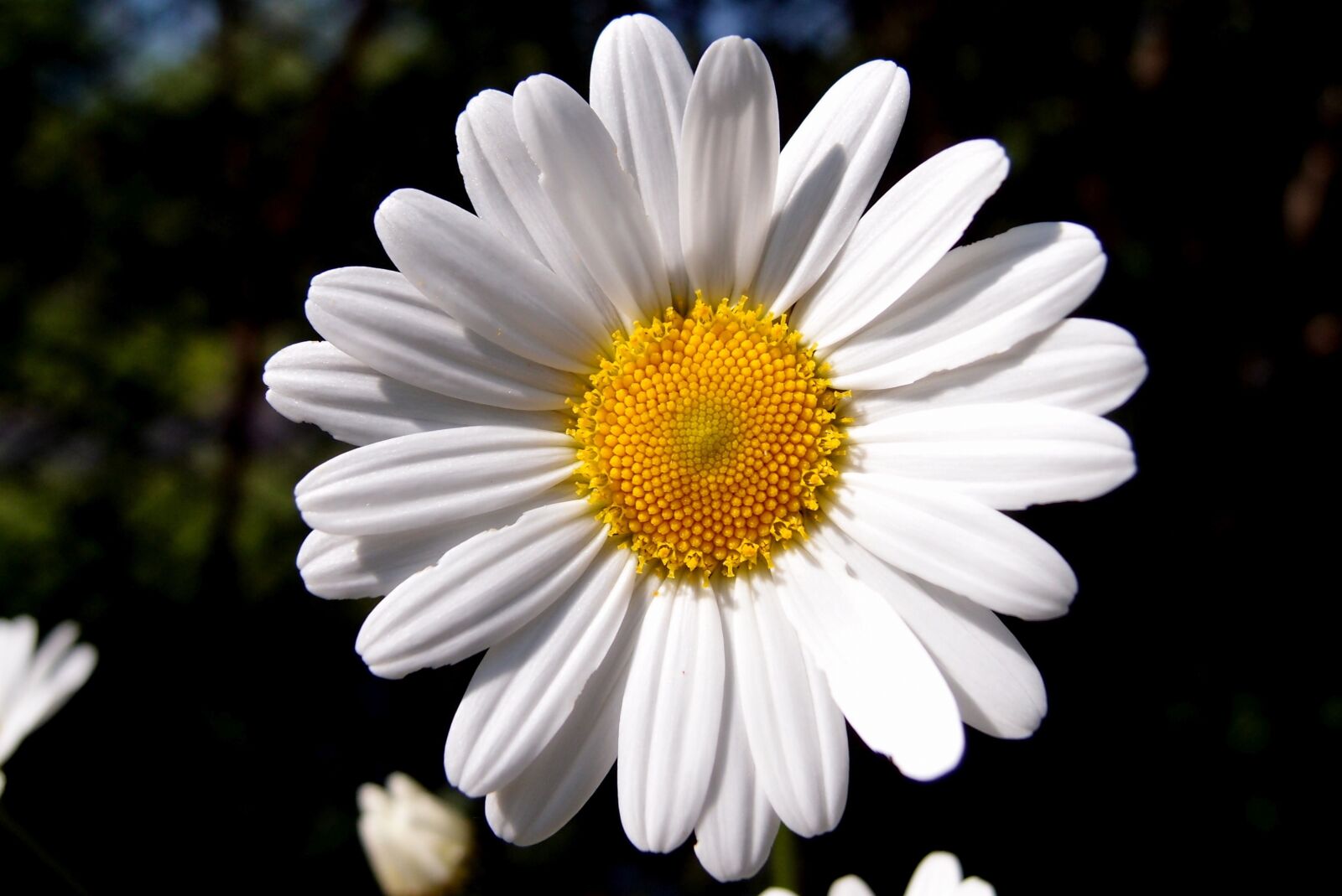 Olympus XZ-1 sample photo. Daisy, white, spring photography