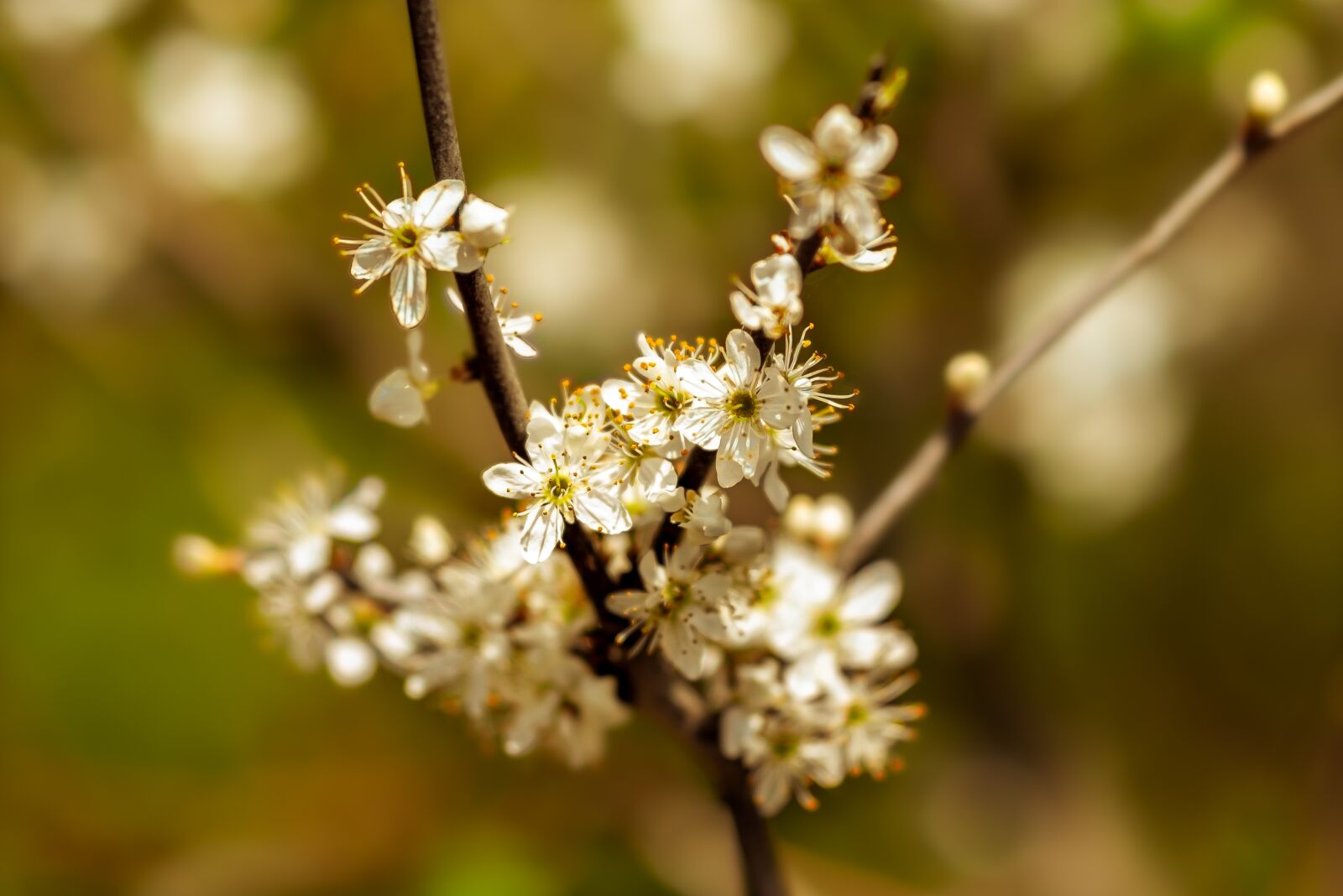 Nikon D750 sample photo. Flowers, white, nature photography