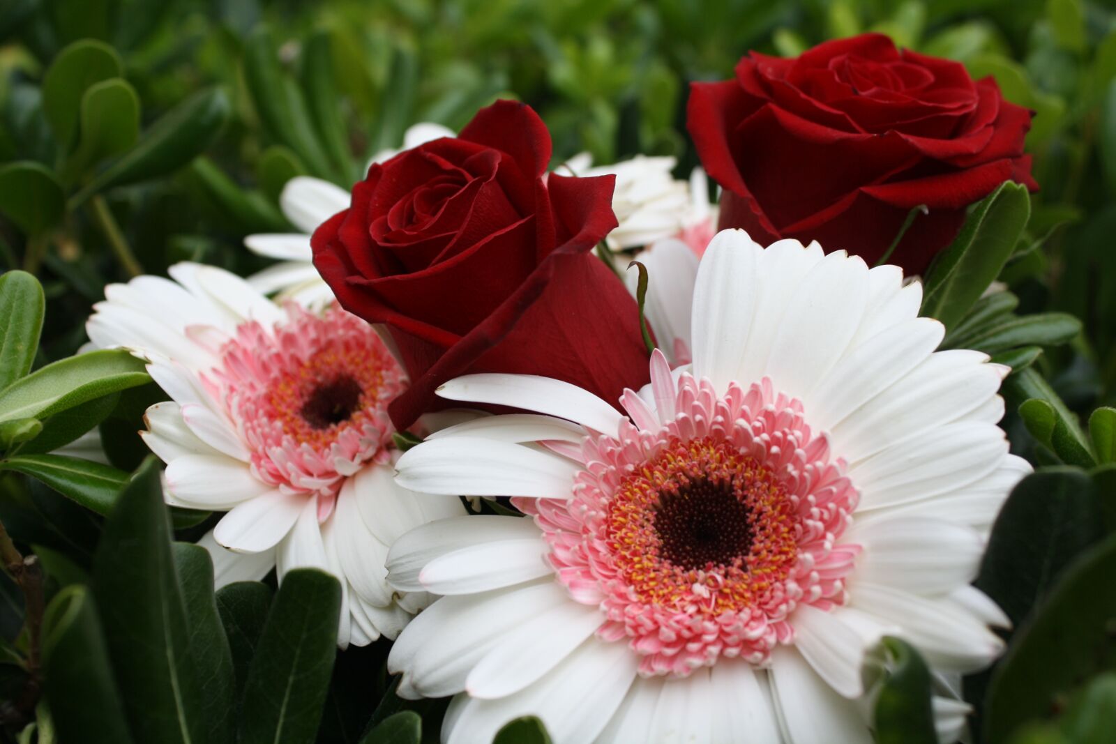 Canon EOS 1000D (EOS Digital Rebel XS / EOS Kiss F) sample photo. Floral, bouquet, spring photography