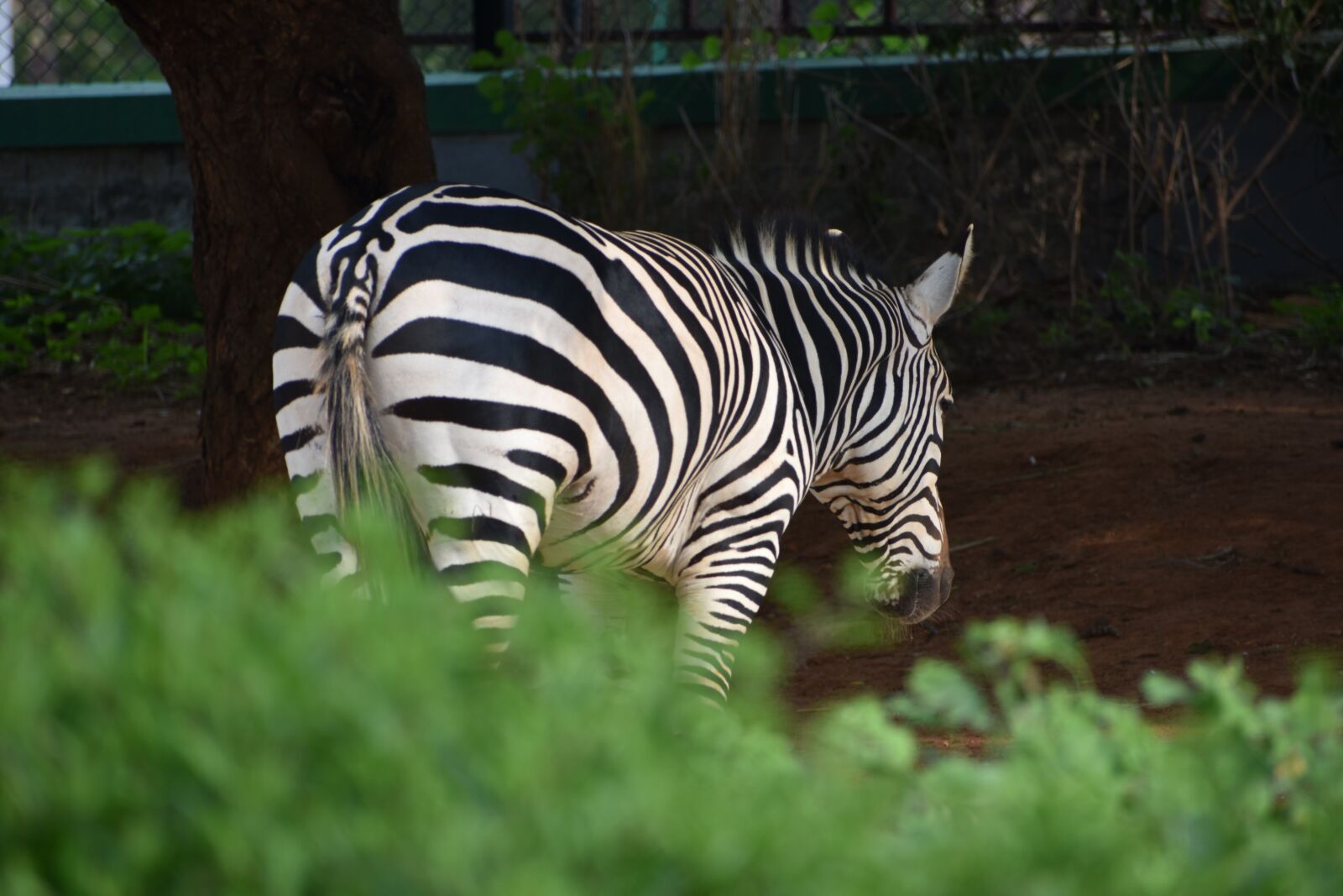 Nikon D3400 sample photo. Zebra, animal, stripes photography