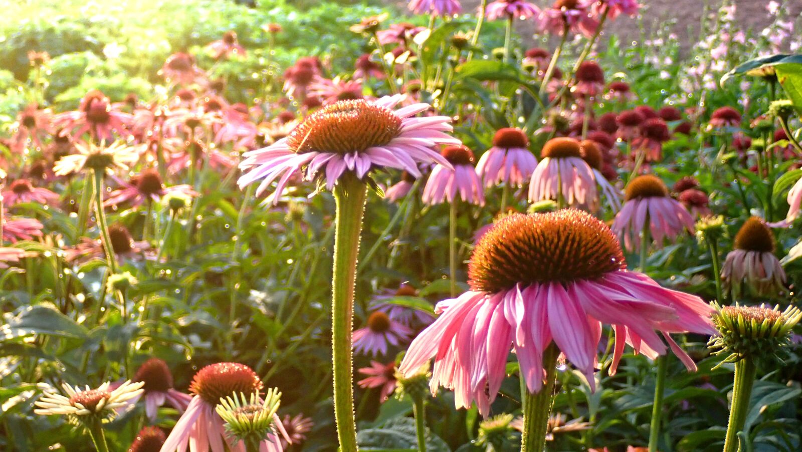 Olympus TG-5 sample photo. Flowers, garden, pink photography