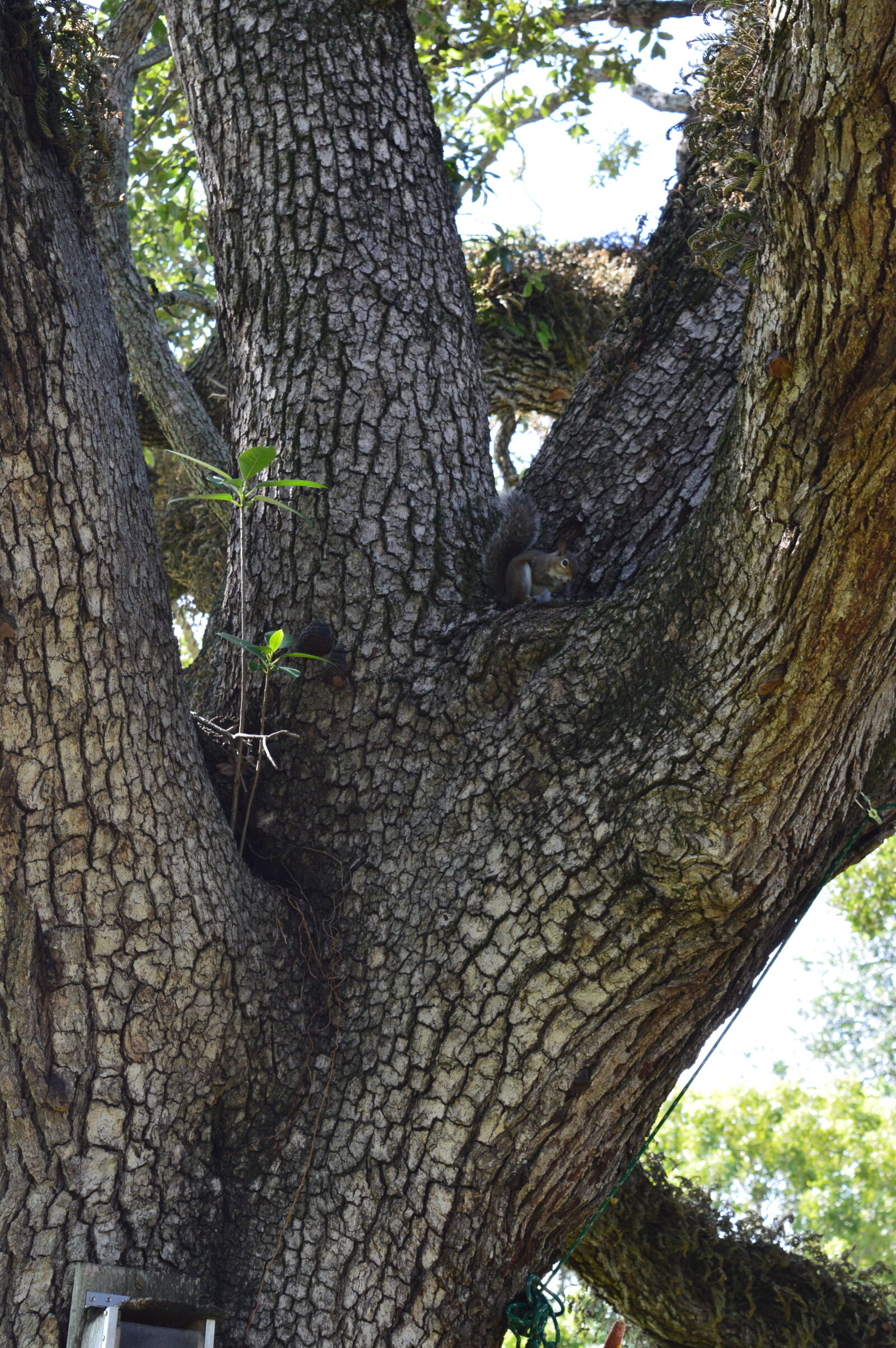 Nikon D3200 sample photo. Animal, coral, gables, nature photography