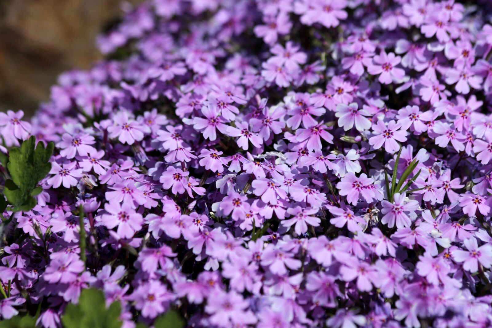 Canon EOS 650D (EOS Rebel T4i / EOS Kiss X6i) sample photo. Phlox subulate, phlox subulata photography