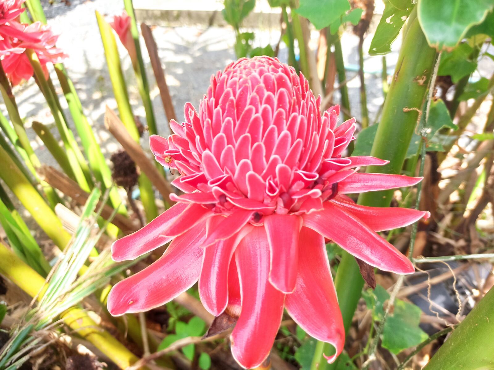 Xiaomi Redmi Note 8 Pro sample photo