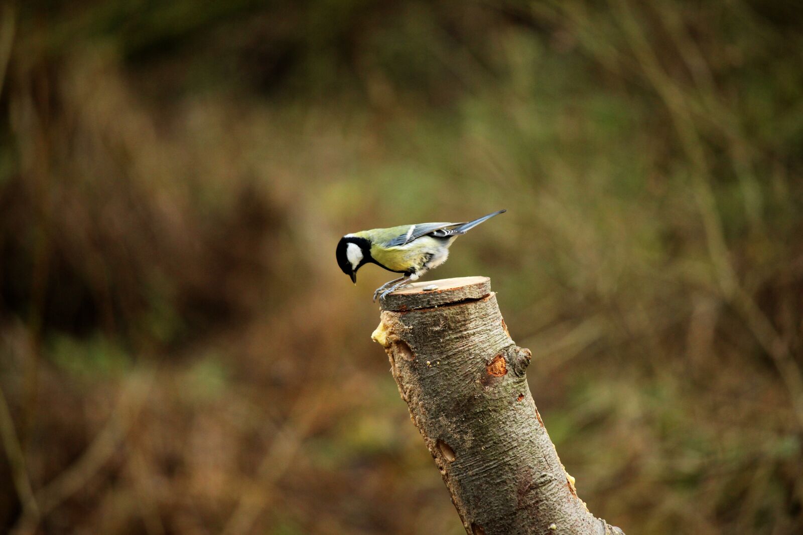 Canon EF-S 55-250mm F4-5.6 IS STM sample photo. Bird, closeup, close-up photography