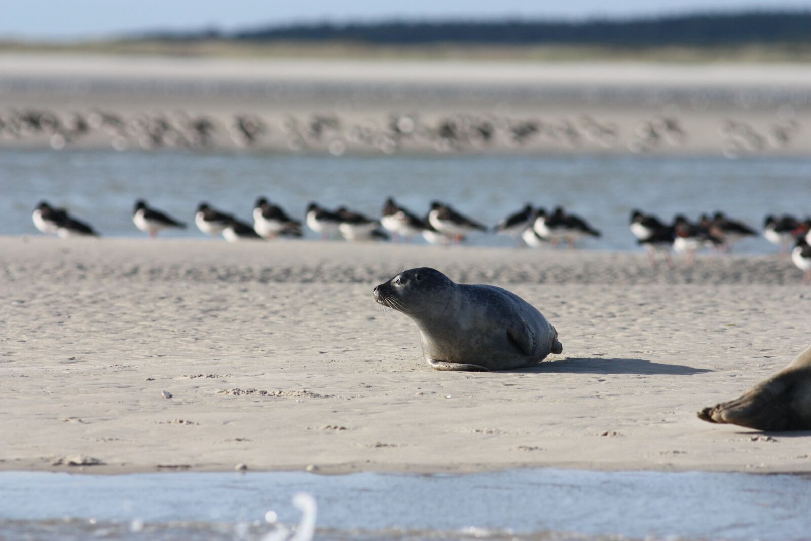 Canon EOS 450D (EOS Rebel XSi / EOS Kiss X2) sample photo. Seals veaux marins, seals photography