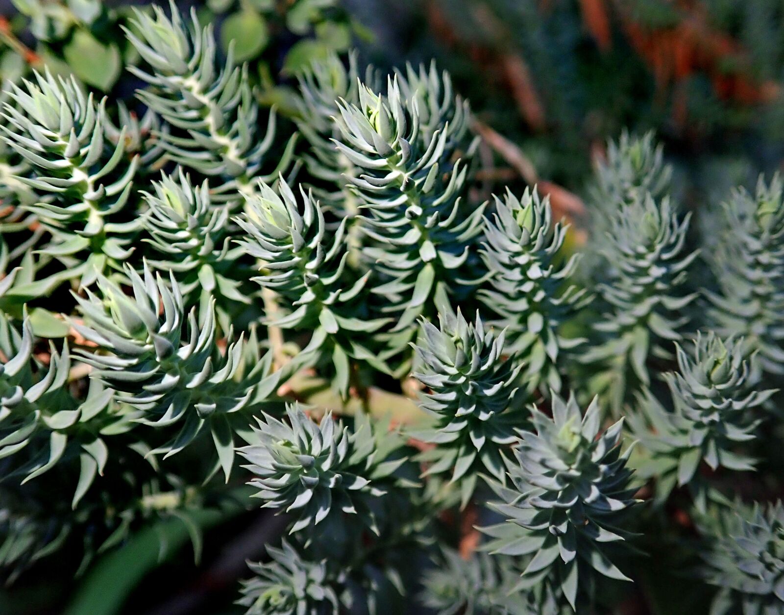 Olympus TG-5 sample photo. Leaves, foliage, plant photography