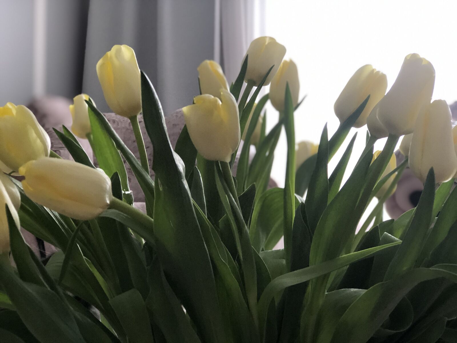 iPhone 8 Plus back dual camera 6.6mm f/2.8 sample photo. желтые, тюльпаны, весна photography