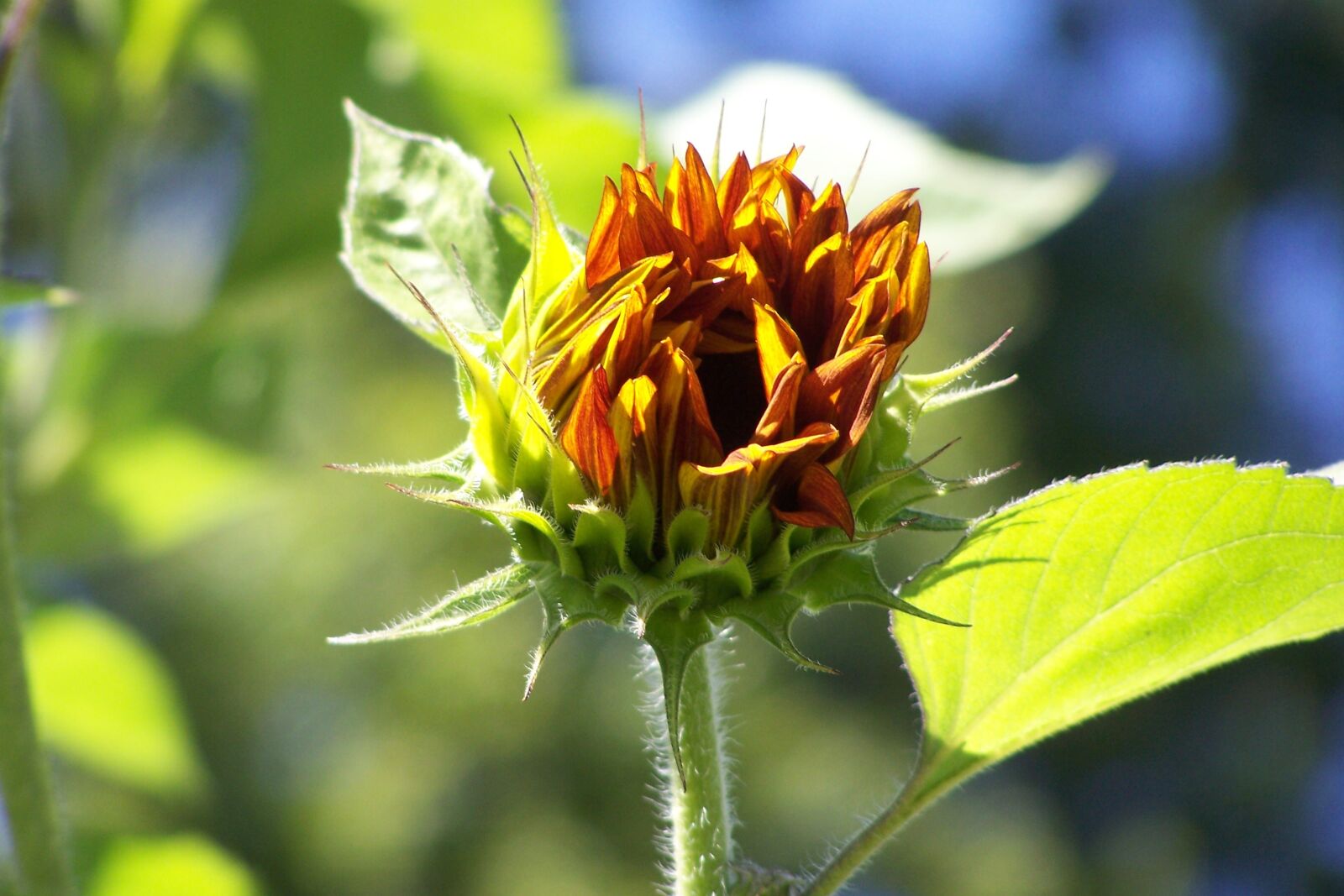 Kodak EASYSHARE Z710 ZOOM DIGITAL CAMERA sample photo. Sunflower, sunshine, flower photography