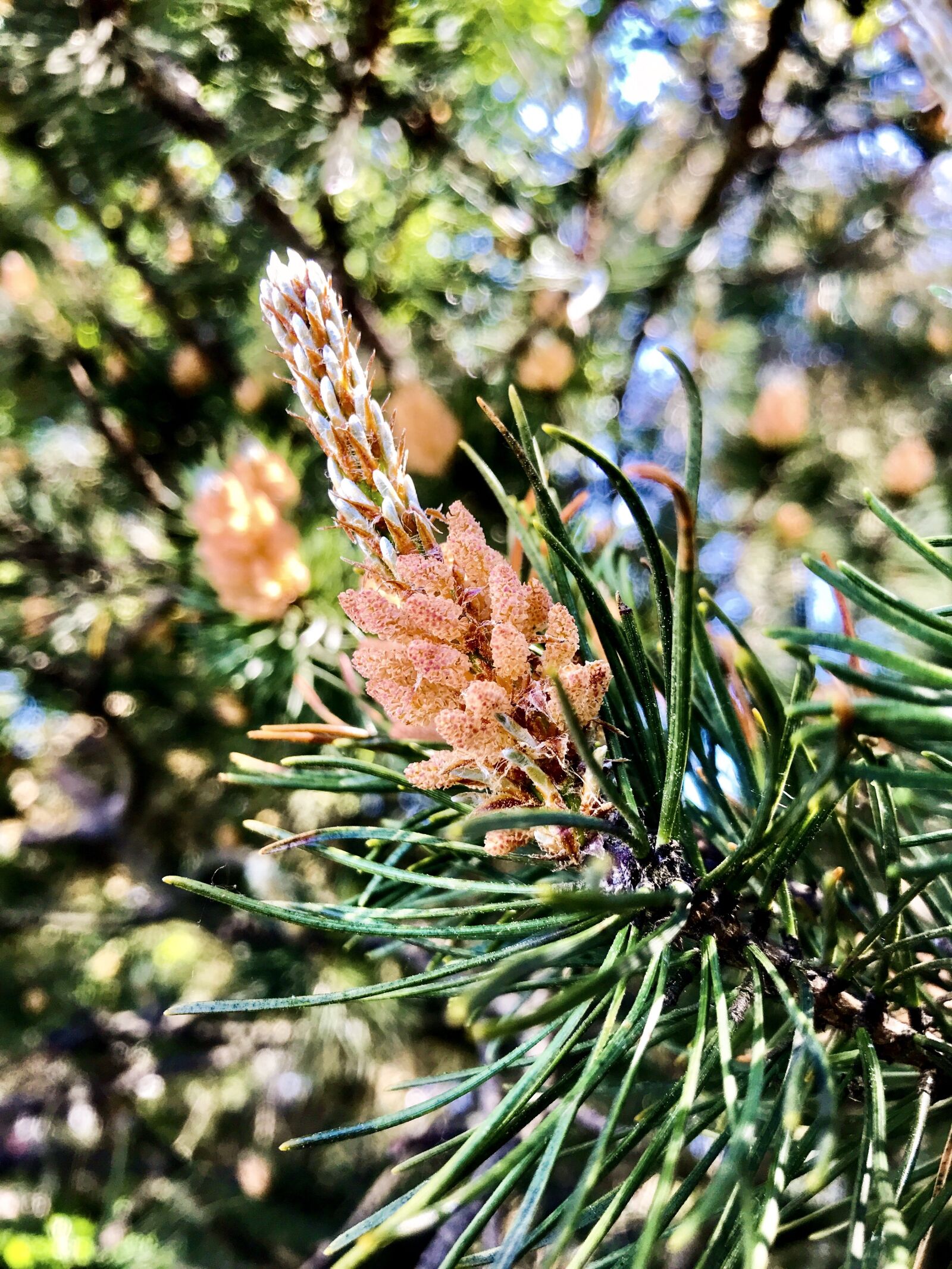 Apple iPhone 7 sample photo. Forest pine, pinus sylvestris photography