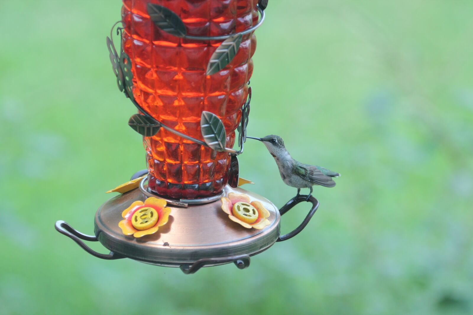 Canon EOS 550D (EOS Rebel T2i / EOS Kiss X4) sample photo. Bird, hummingbird, wildlife photography