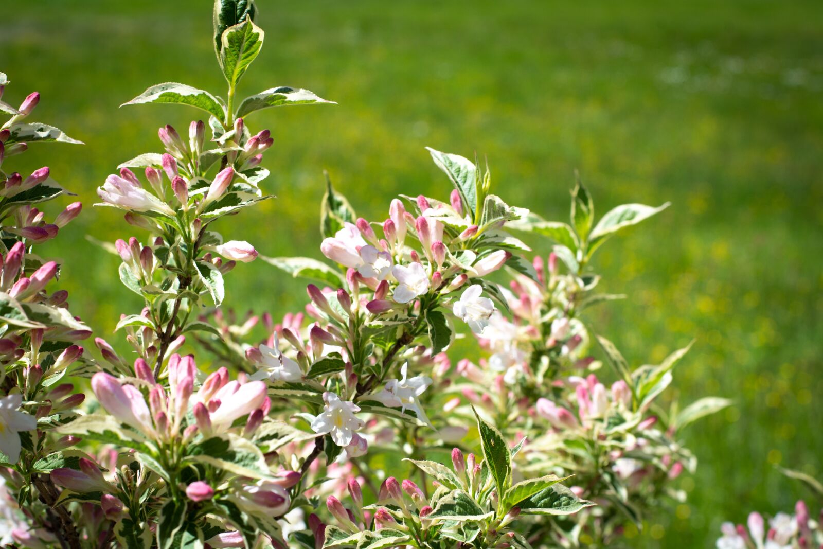 Nikon D7100 sample photo. Flowers, bush, garden photography