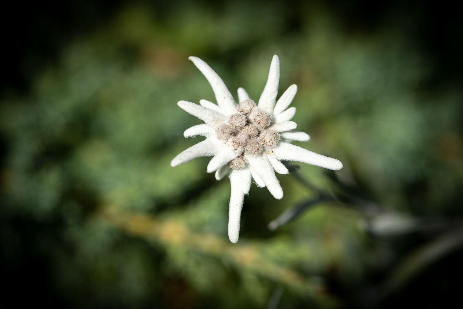 Nikon D750 sample photo. Edelweiss, plant, flower photography