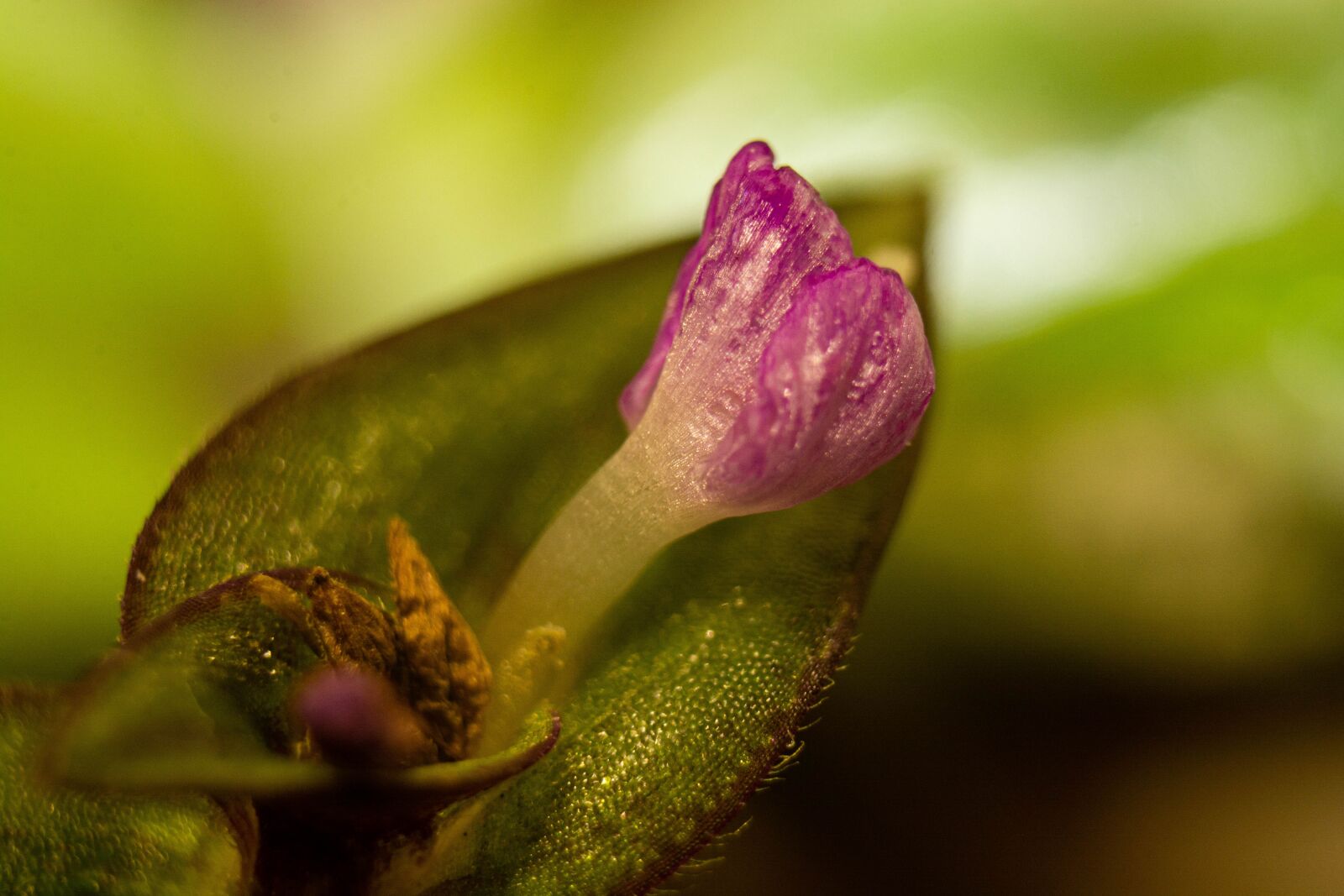 Nikon D7100 sample photo. Flower, macro, nature photography