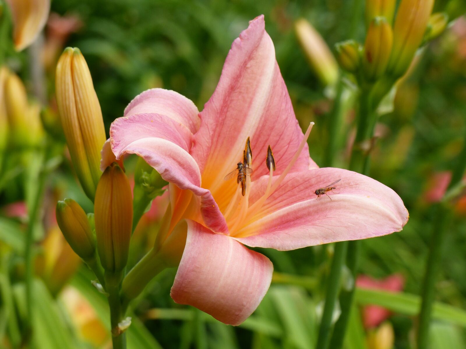 Panasonic Lumix DMC-FZ200 sample photo. Daylily, flower, buds photography