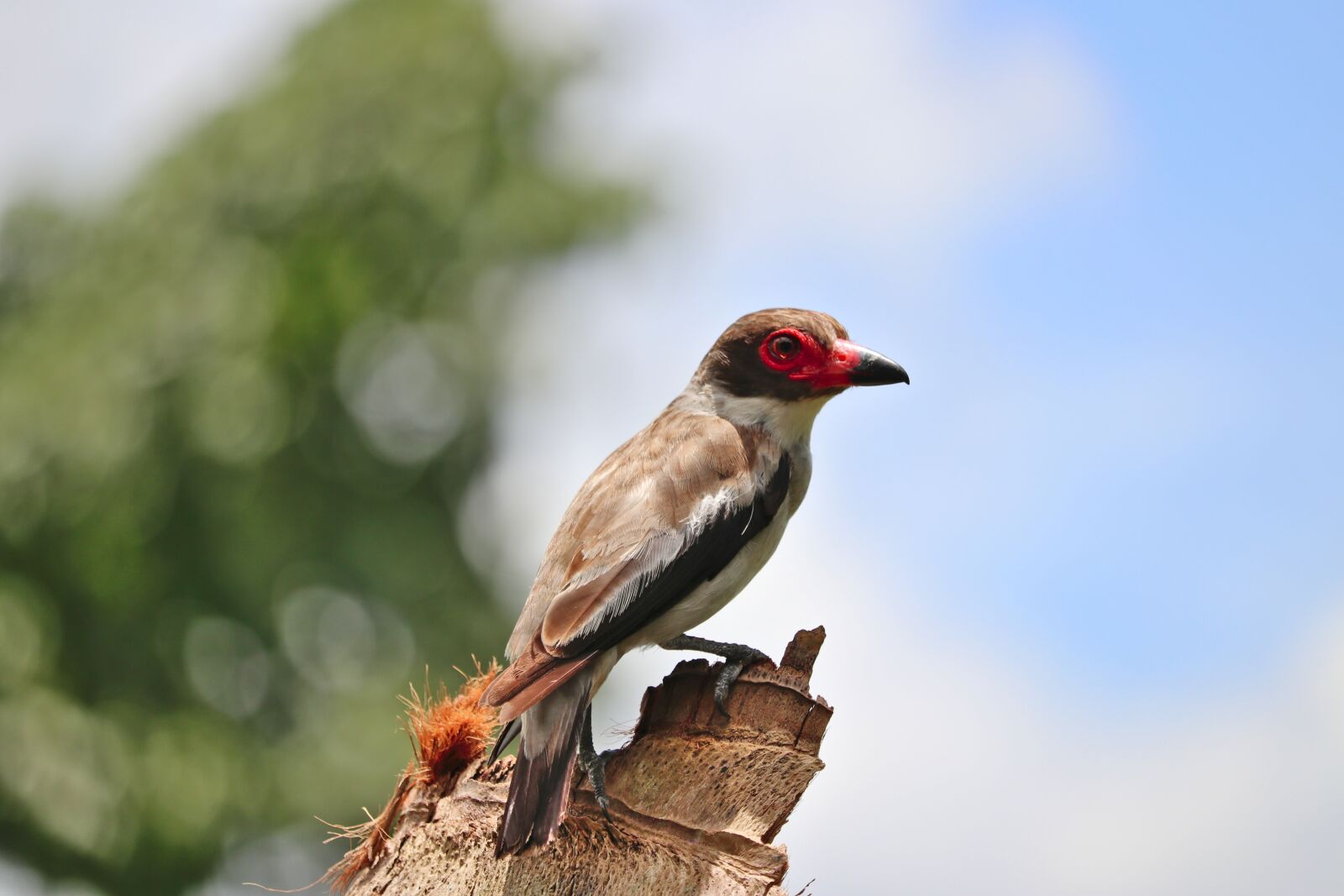Canon EF-S 55-250mm F4-5.6 IS STM sample photo. Bird, feather, beak photography