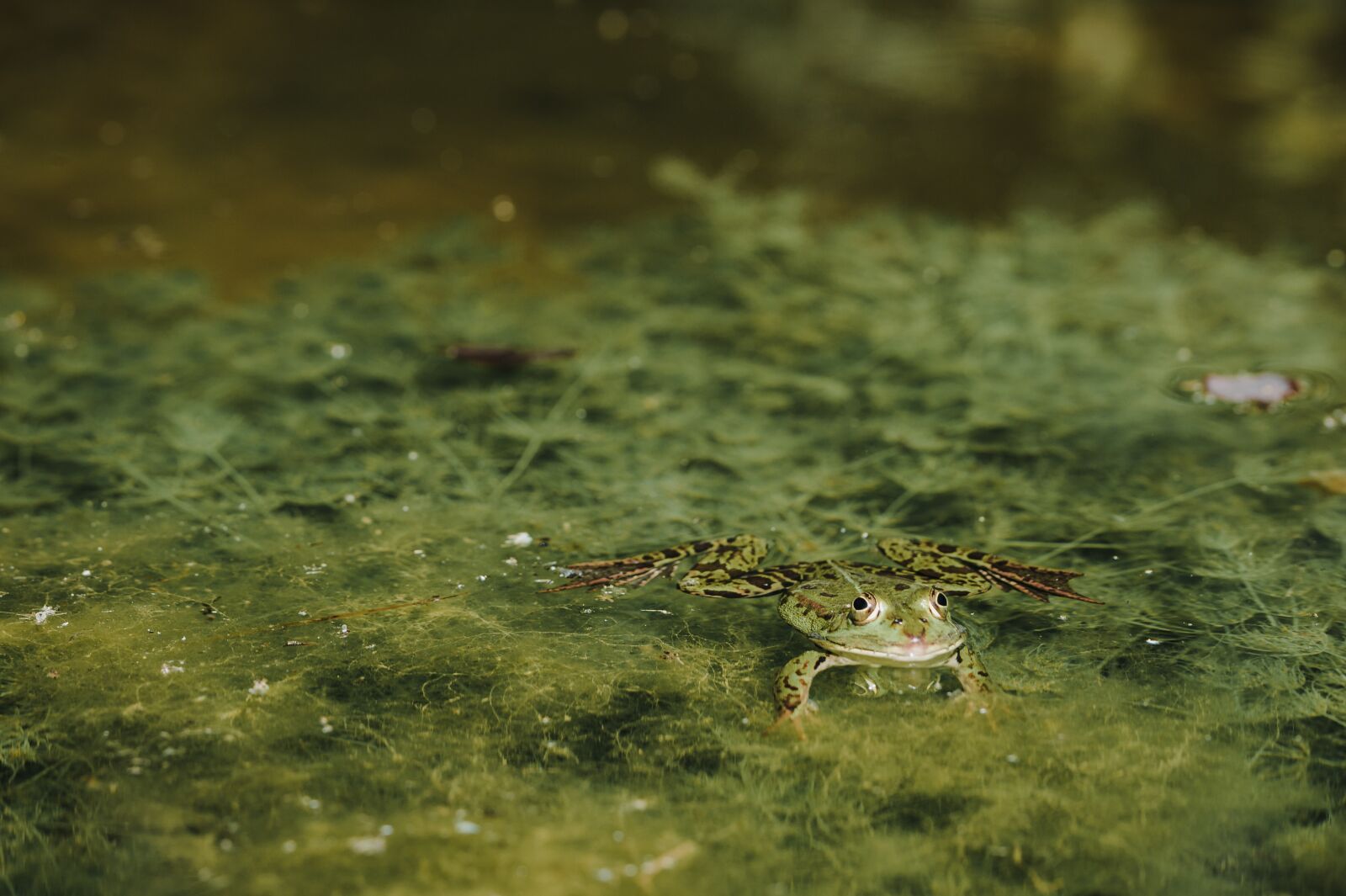 Nikon Z6 sample photo. Frog, toad, pond photography
