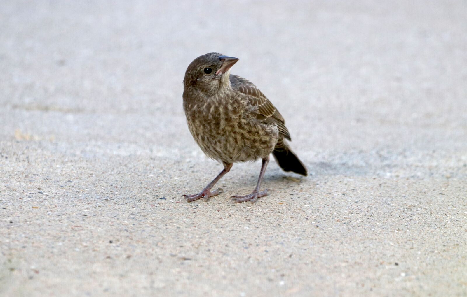 150-600mm F5-6.3 DG OS HSM | Contemporary 015 sample photo. Brown-headed cowbird, chick, juvenile photography