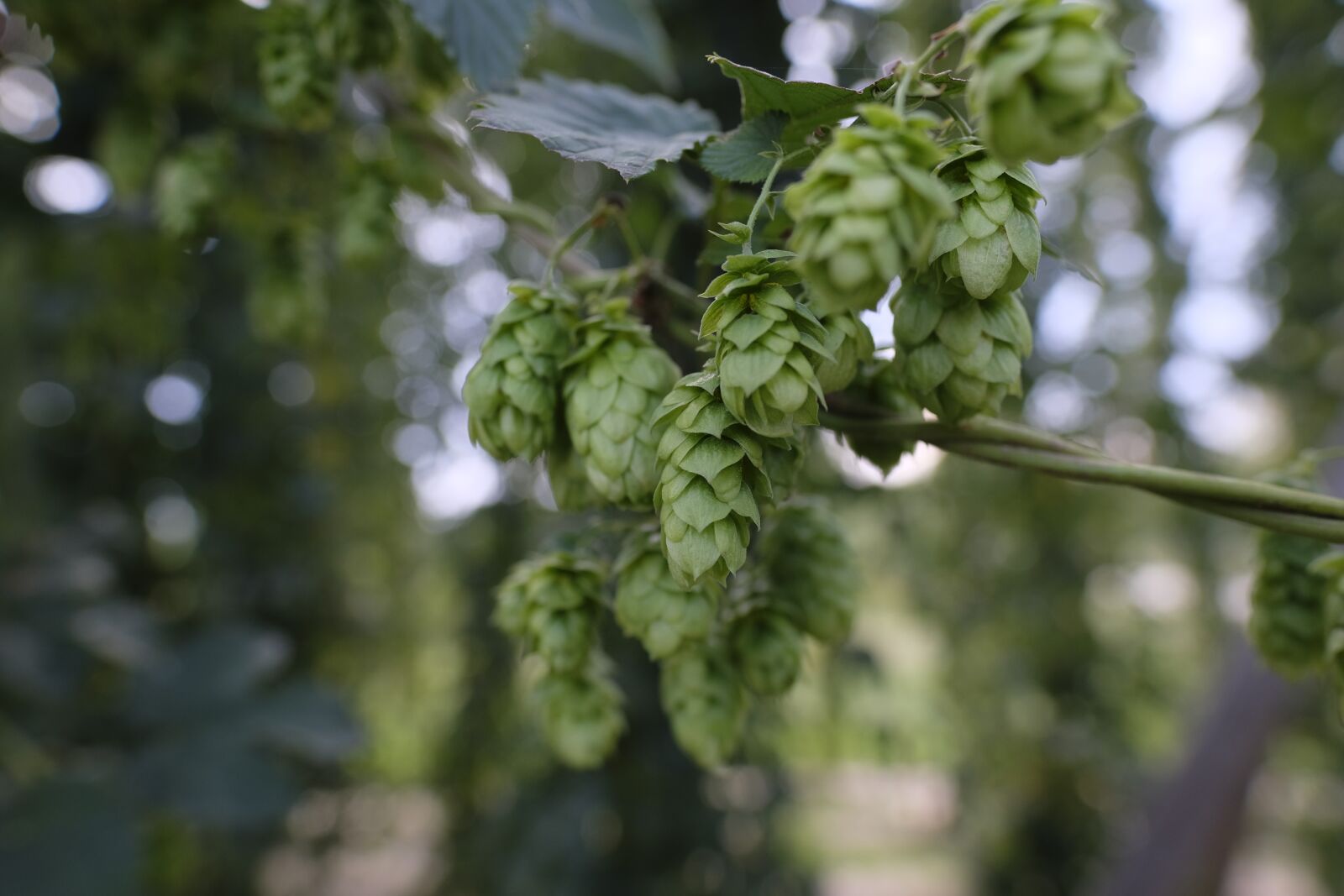 Fujifilm X-T2 sample photo. Hops, hops flower, hop photography