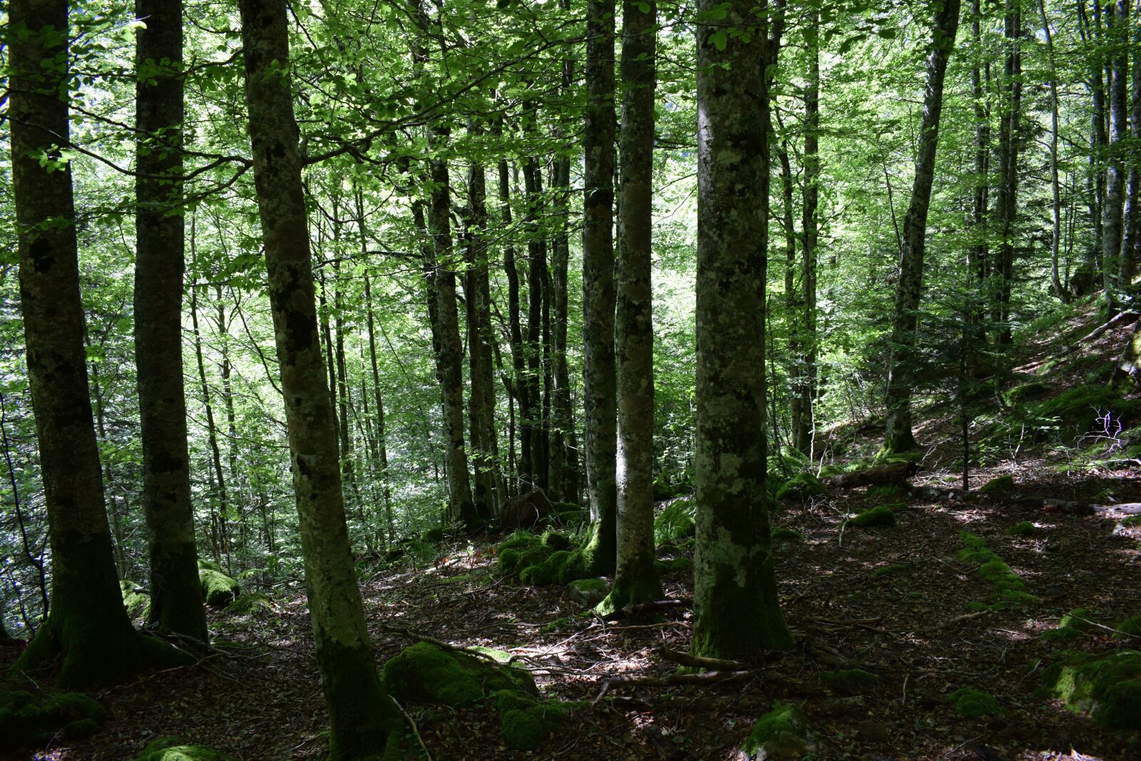 Nikon D3300 sample photo. Forest, trees, tree photography