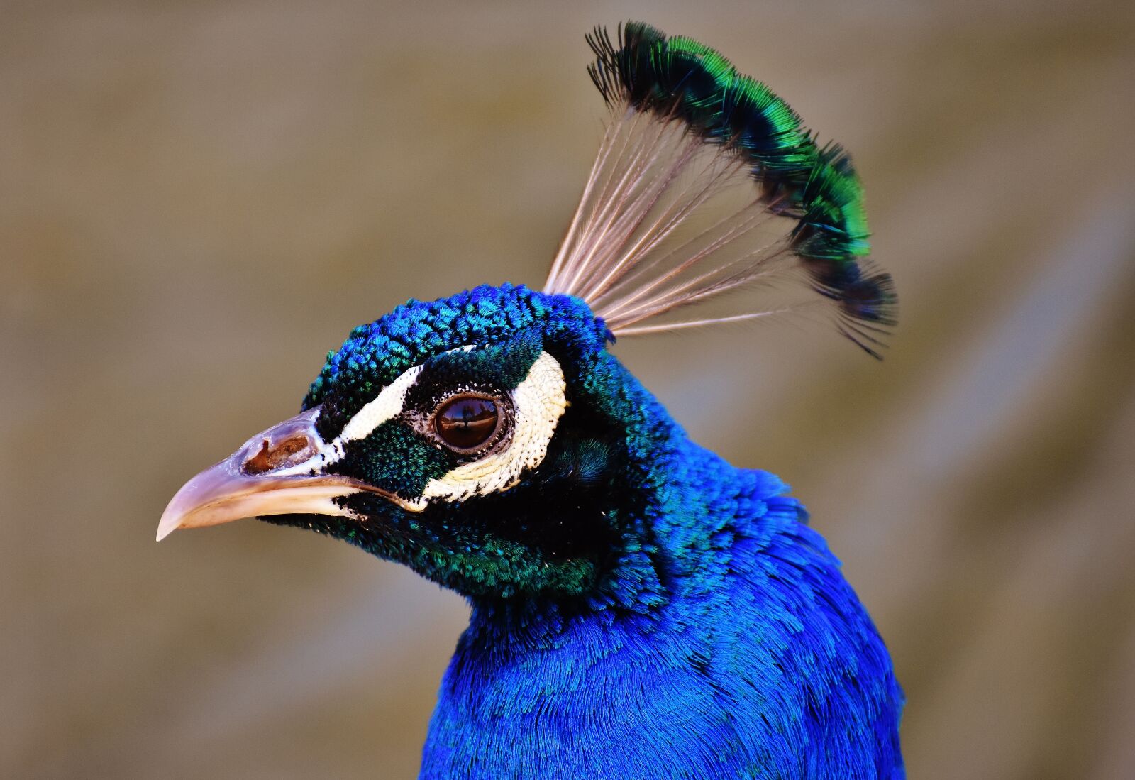 Nikon D7200 sample photo. Peacock, pride, bird photography