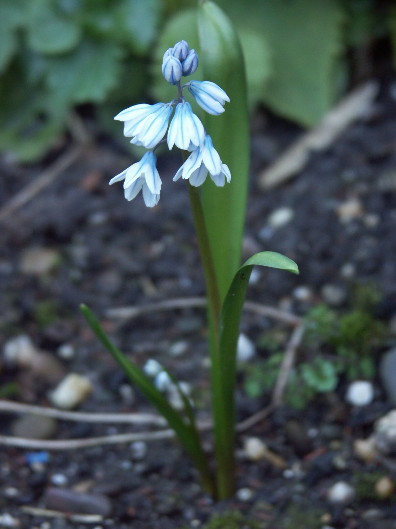 KONICA MINOLTA DiMAGE A1 sample photo. Nature, plant, sheet photography