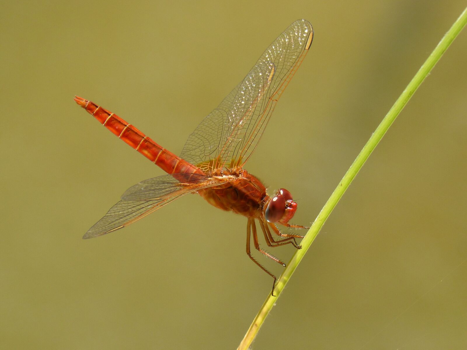 Panasonic DMC-FZ62 sample photo. Red dragonfly, junco, pond photography