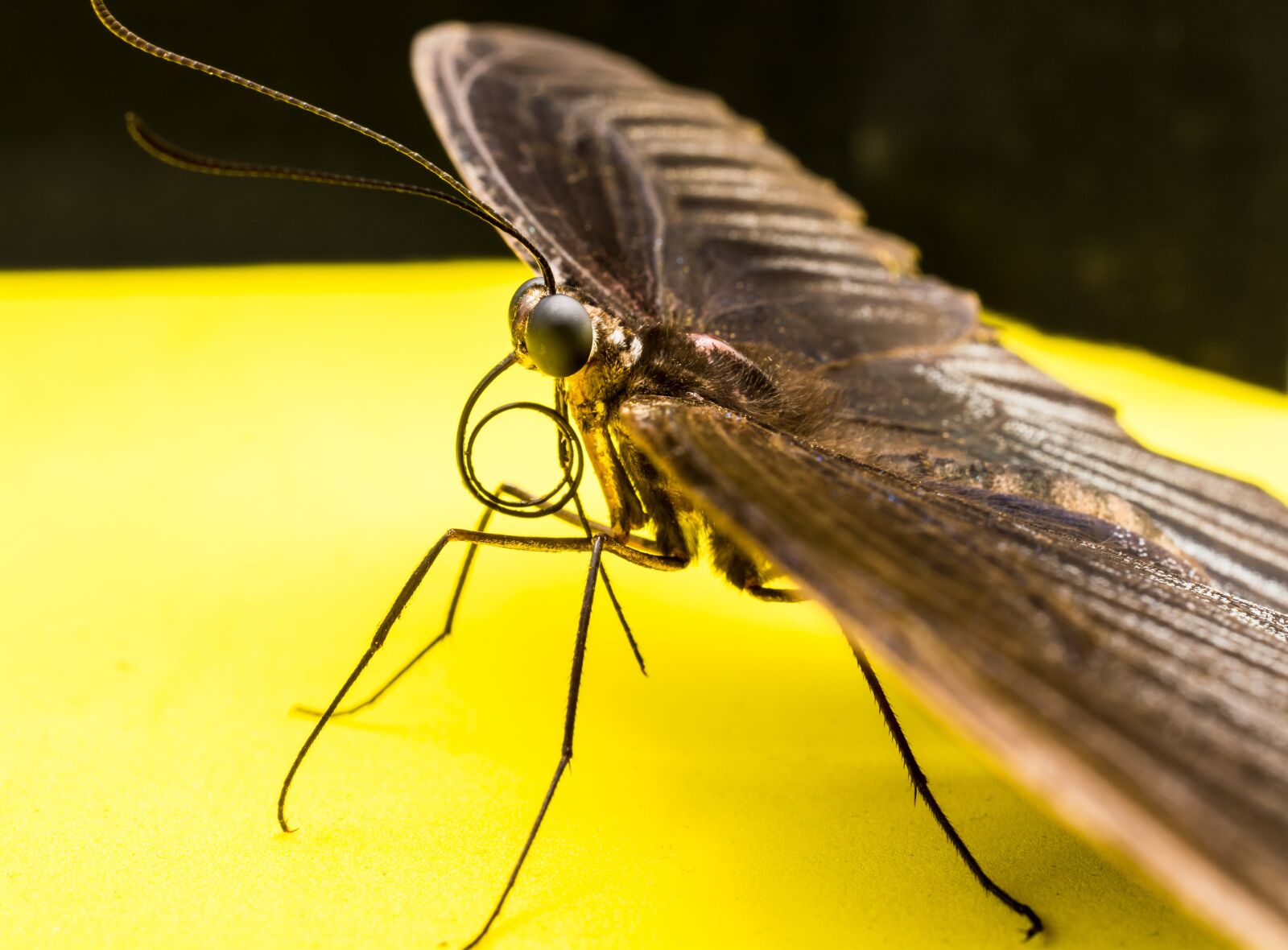 Nikon D5200 sample photo. Butterfly, insect photography