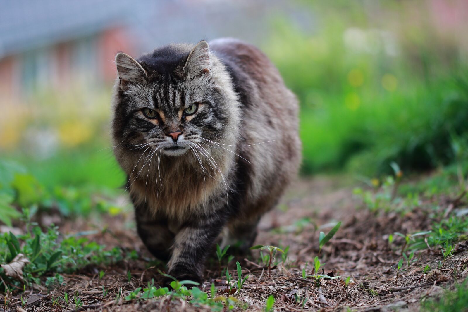 Canon EOS 60D sample photo. Cat, feline, animal photography