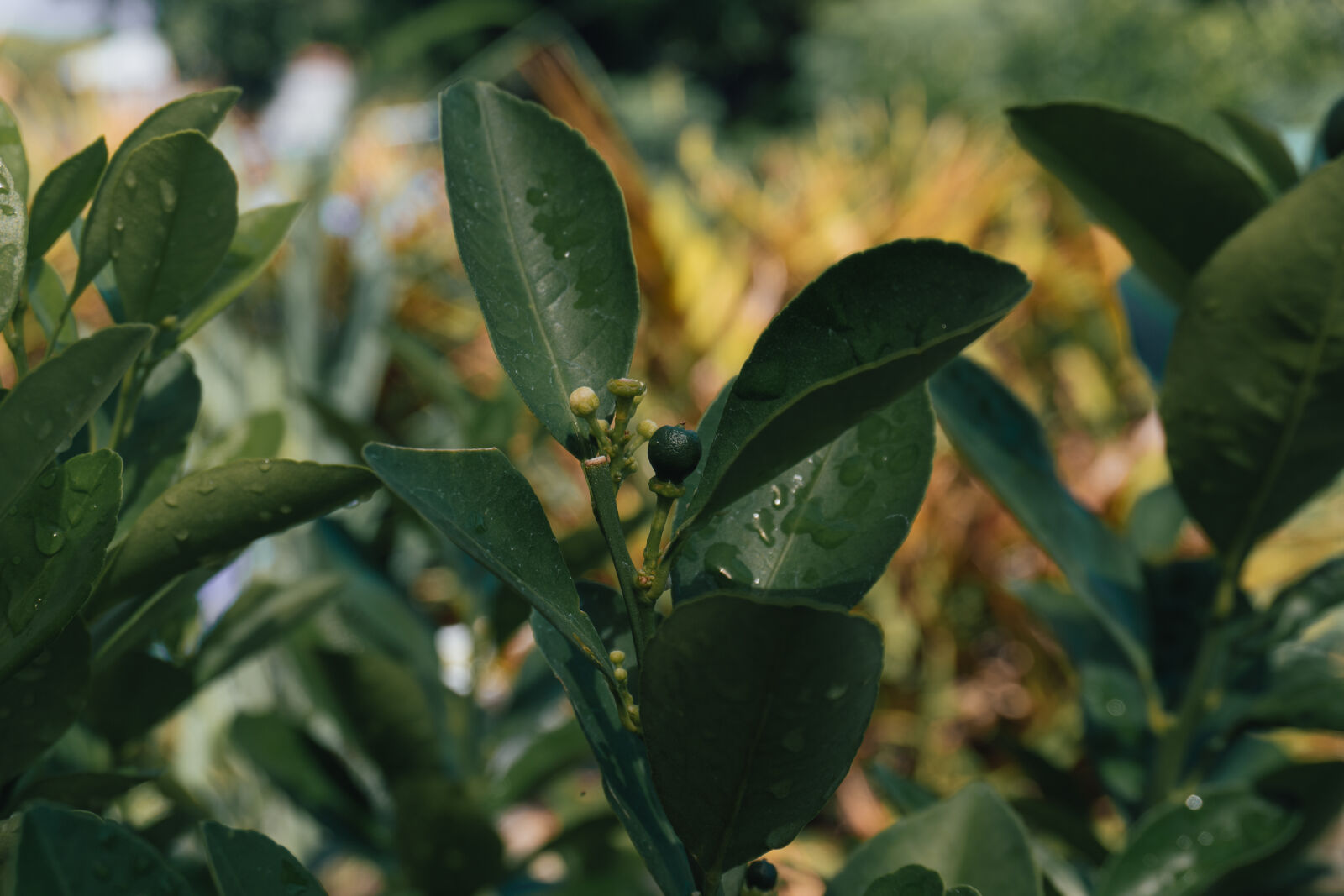 Sony ZV-E10 sample photo. Calamansi photography