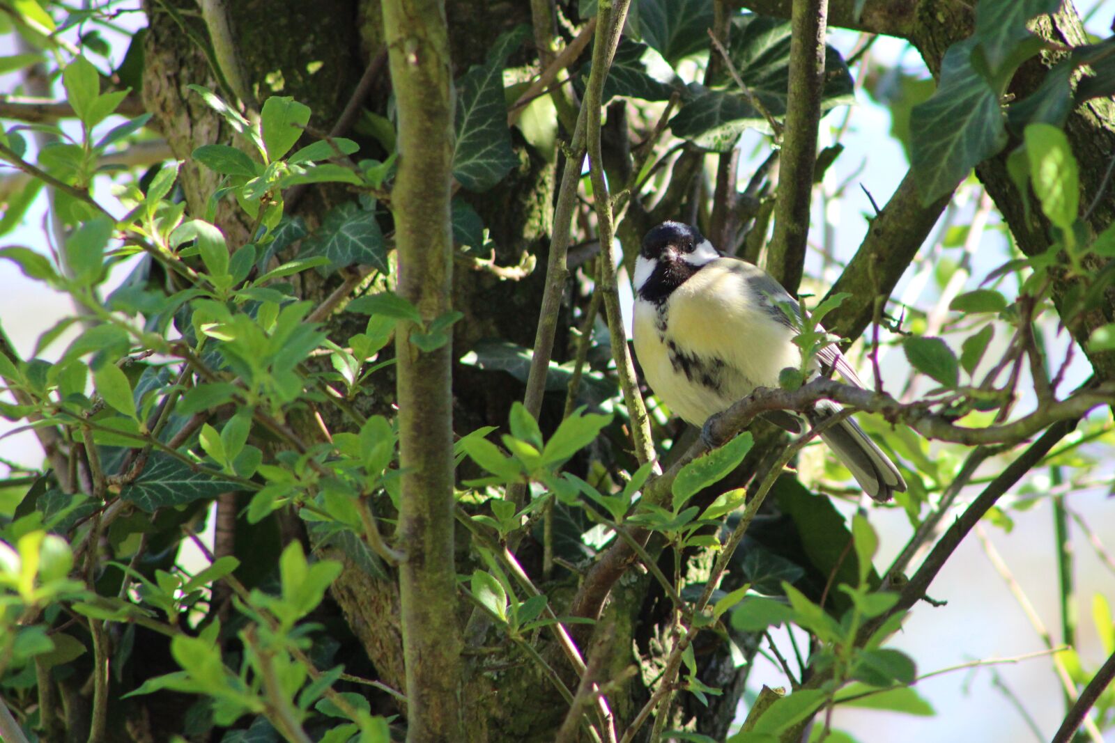 Canon EOS 2000D (EOS Rebel T7 / EOS Kiss X90 / EOS 1500D) sample photo. Tit, bird, songbird photography