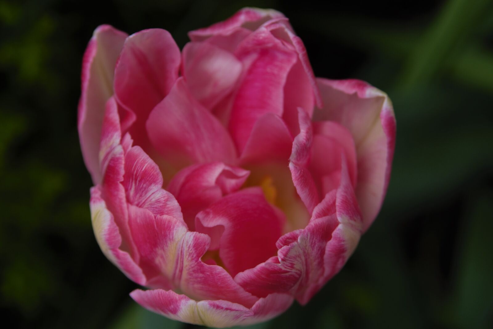Nikon D7100 sample photo. Pink, garden, nature photography