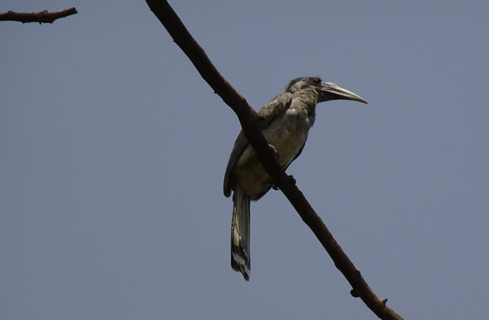 Sony DSC-WX800 sample photo. Bird, hornbill, indian photography