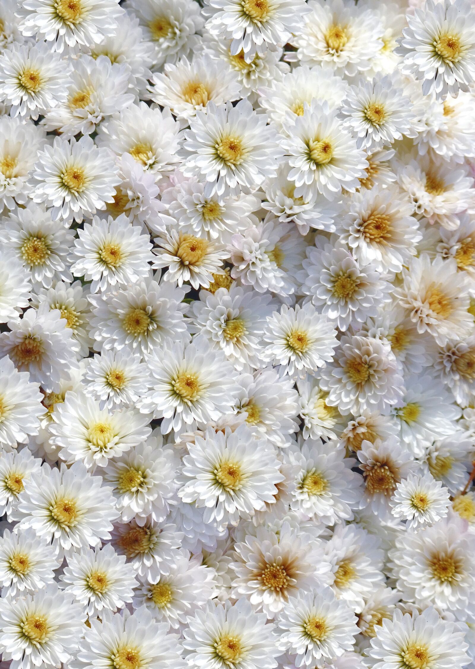 Fujifilm FinePix S100fs sample photo. Chrysanthemum, flower, white photography