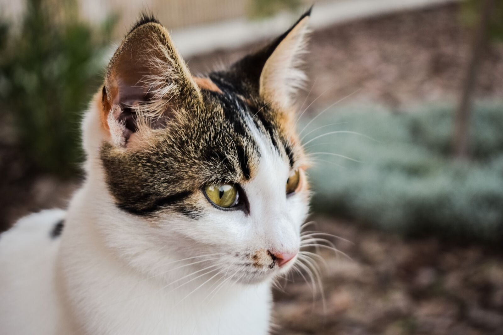 Nikon D3300 sample photo. Cat, stray, young photography