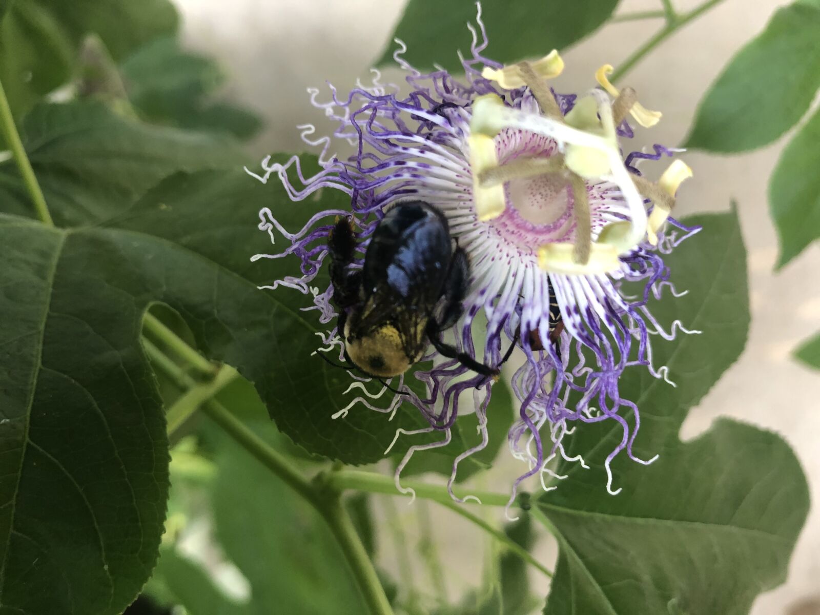 Apple iPhone X + iPhone X back dual camera 4mm f/1.8 sample photo. Passion flower, insect, nature photography